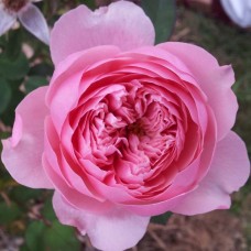 Троянда Алнвік (Роза The Alnwick)